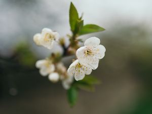 Preview wallpaper cherry, flowers, petals, branch, blur