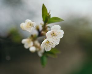 Preview wallpaper cherry, flowers, petals, branch, blur