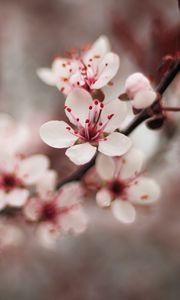 Preview wallpaper cherry, flowers, petals, blur