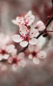 Preview wallpaper cherry, flowers, petals, blur