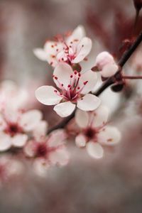 Preview wallpaper cherry, flowers, petals, blur