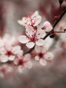 Preview wallpaper cherry, flowers, petals, blur