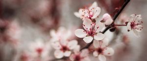 Preview wallpaper cherry, flowers, petals, blur