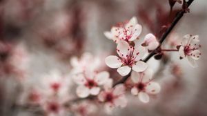 Preview wallpaper cherry, flowers, petals, blur