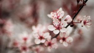 Preview wallpaper cherry, flowers, petals, blur