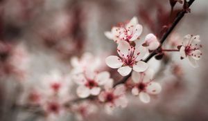 Preview wallpaper cherry, flowers, petals, blur