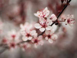 Preview wallpaper cherry, flowers, petals, blur