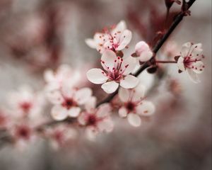 Preview wallpaper cherry, flowers, petals, blur