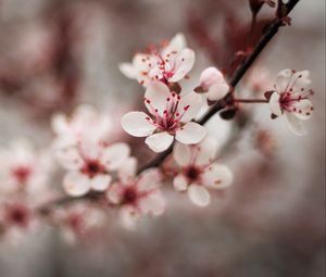 Preview wallpaper cherry, flowers, petals, blur