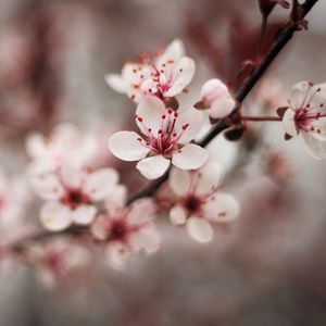 Preview wallpaper cherry, flowers, petals, blur