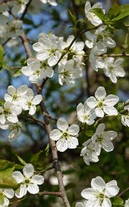 Preview wallpaper cherry, flowers, petals, tree, branches