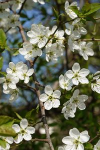 Preview wallpaper cherry, flowers, petals, tree, branches