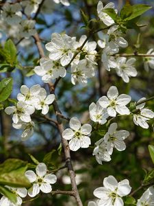 Preview wallpaper cherry, flowers, petals, tree, branches