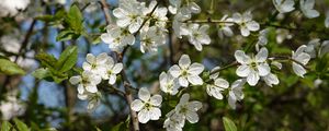 Preview wallpaper cherry, flowers, petals, tree, branches