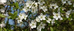 Preview wallpaper cherry, flowers, petals, tree, branches