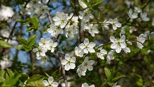 Preview wallpaper cherry, flowers, petals, tree, branches