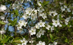 Preview wallpaper cherry, flowers, petals, tree, branches