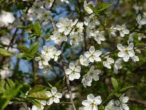 Preview wallpaper cherry, flowers, petals, tree, branches