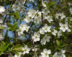 Preview wallpaper cherry, flowers, petals, tree, branches