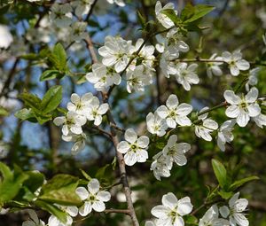 Preview wallpaper cherry, flowers, petals, tree, branches