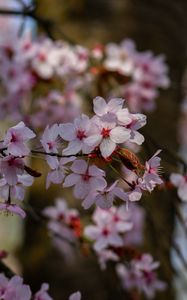 Preview wallpaper cherry, flowers, petals, branches, tree