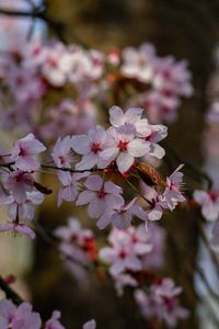 Preview wallpaper cherry, flowers, petals, branches, tree