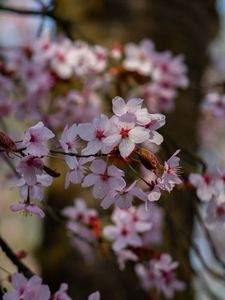 Preview wallpaper cherry, flowers, petals, branches, tree