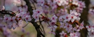 Preview wallpaper cherry, flowers, petals, branches, tree