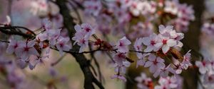 Preview wallpaper cherry, flowers, petals, branches, tree