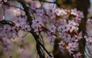 Preview wallpaper cherry, flowers, petals, branches, tree