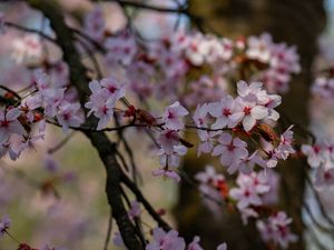 Preview wallpaper cherry, flowers, petals, branches, tree