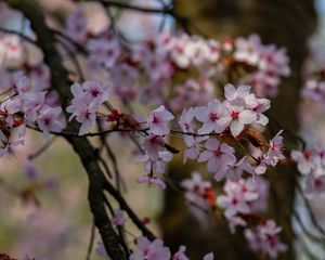 Preview wallpaper cherry, flowers, petals, branches, tree