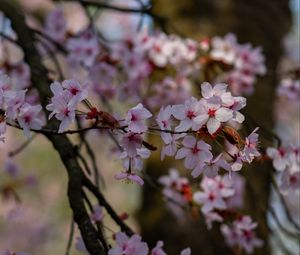 Preview wallpaper cherry, flowers, petals, branches, tree