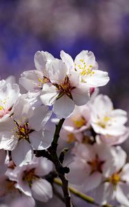 Preview wallpaper cherry, flowers, petals, branch, spring