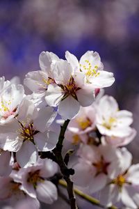 Preview wallpaper cherry, flowers, petals, branch, spring