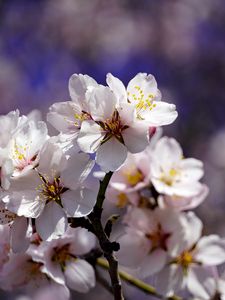 Preview wallpaper cherry, flowers, petals, branch, spring