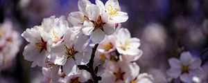 Preview wallpaper cherry, flowers, petals, branch, spring