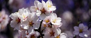 Preview wallpaper cherry, flowers, petals, branch, spring