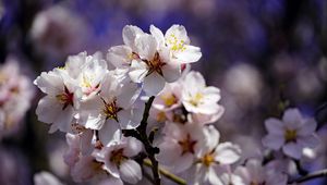 Preview wallpaper cherry, flowers, petals, branch, spring