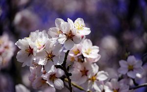 Preview wallpaper cherry, flowers, petals, branch, spring