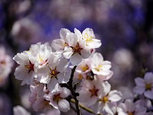 Preview wallpaper cherry, flowers, petals, branch, spring