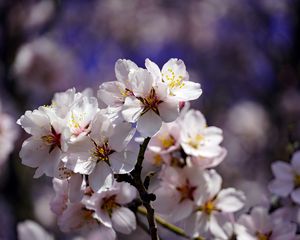Preview wallpaper cherry, flowers, petals, branch, spring