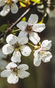 Preview wallpaper cherry, flowers, petals, stamens, white