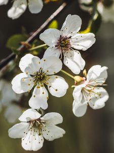 Preview wallpaper cherry, flowers, petals, stamens, white