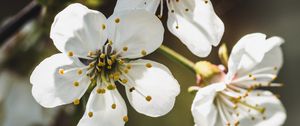 Preview wallpaper cherry, flowers, petals, stamens, white