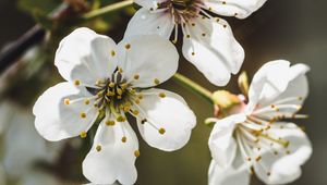Preview wallpaper cherry, flowers, petals, stamens, white