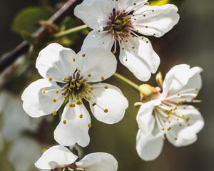 Preview wallpaper cherry, flowers, petals, stamens, white