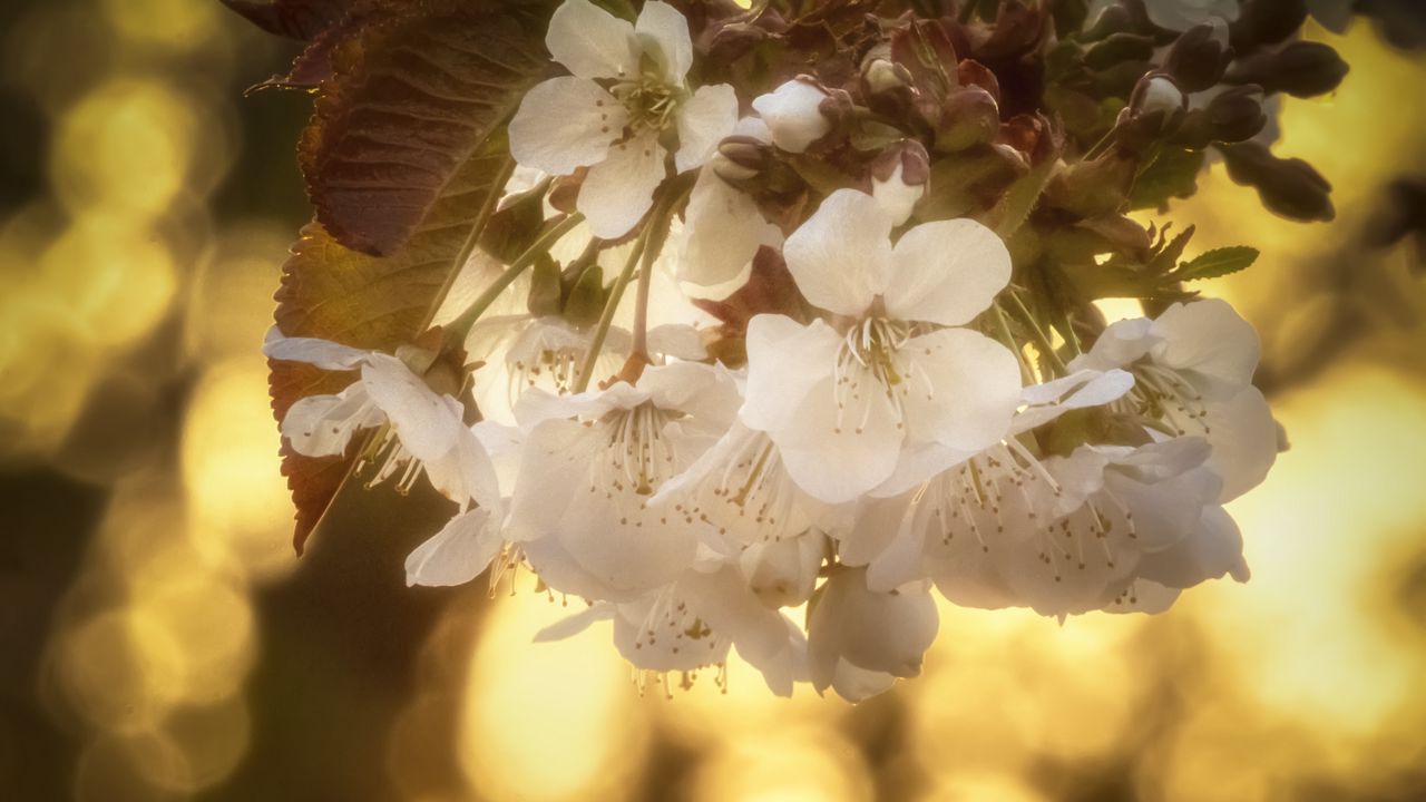 Wallpaper cherry, flowers, petals, blur, leaves