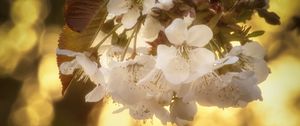Preview wallpaper cherry, flowers, petals, blur, leaves