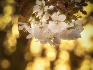 Preview wallpaper cherry, flowers, petals, blur, leaves